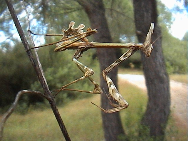 Empusa pennata femmina